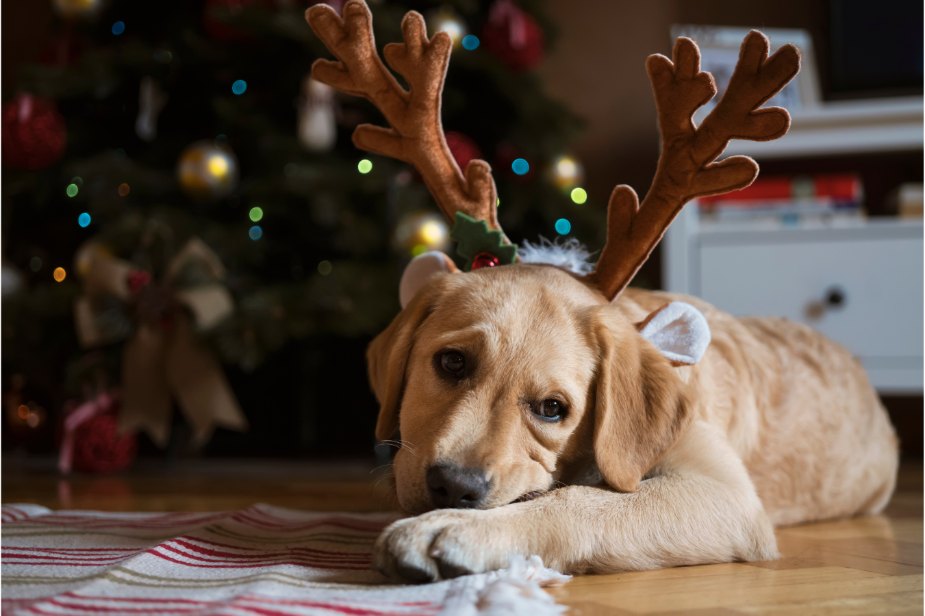 How To Pet-Proof Your Christmas | VetProductsDirect