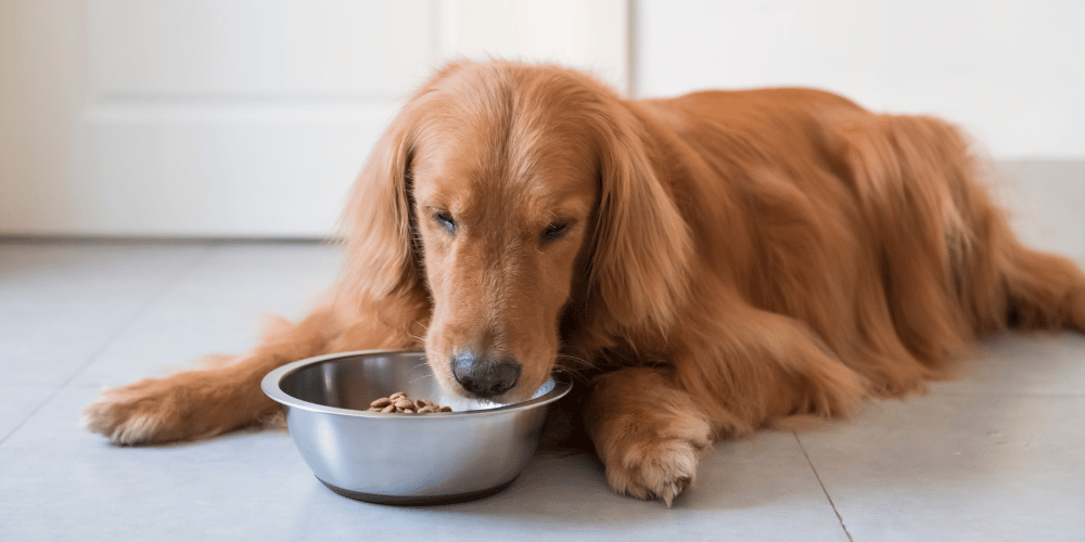 What Food Should I Be Feeding My Dog?