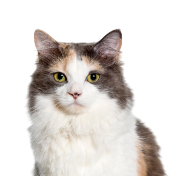 Floating Cat